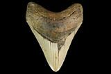 Fossil Megalodon Tooth - North Carolina #145458-1